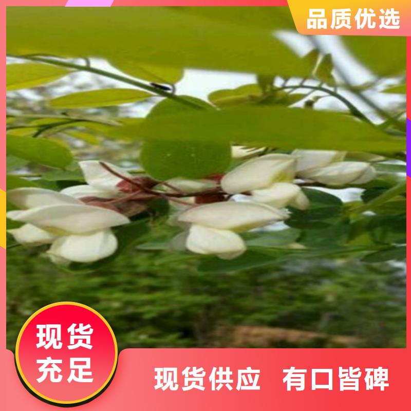 工期短发货快 杈杷果-【蓝莓苗】货真价实- 本地 【轩园】