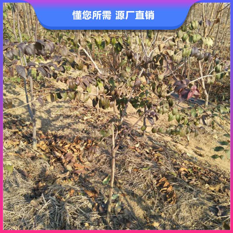 杈杷果_猕猴桃苗性能稳定