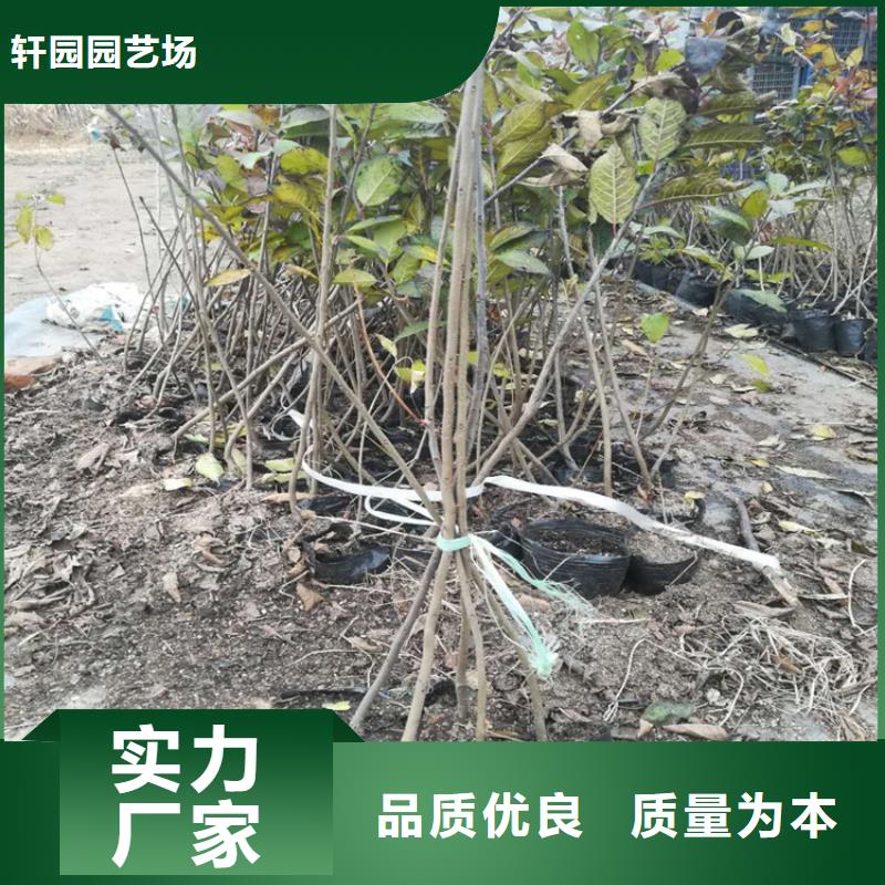 北美冬青红颜草莓实拍展现