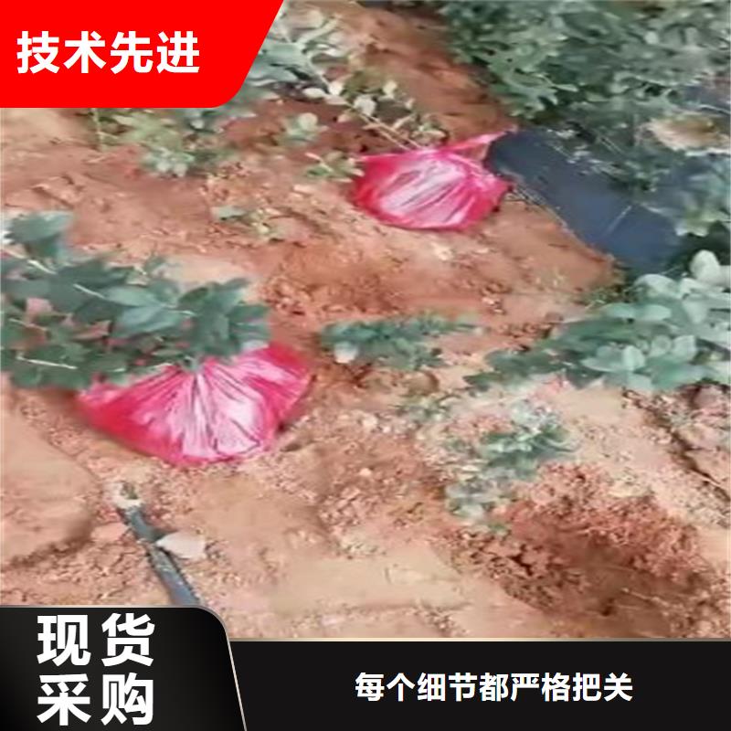 蓝莓苗奶油草莓厂家新品