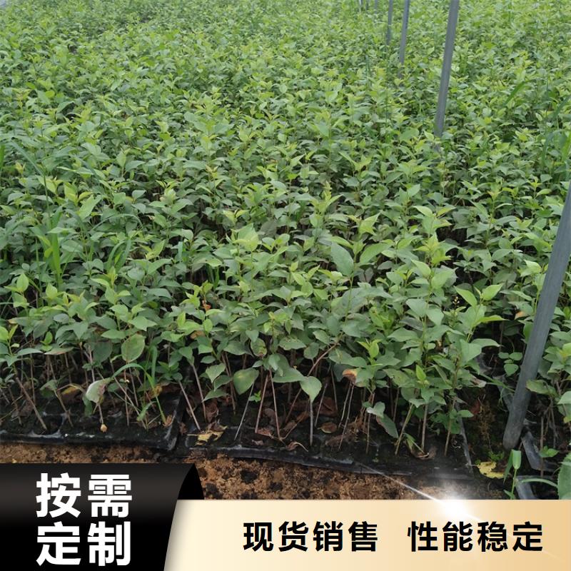 【贴心服务 樱桃_樱桃苗品牌专营】《当地》【品牌】-淘金者的广告