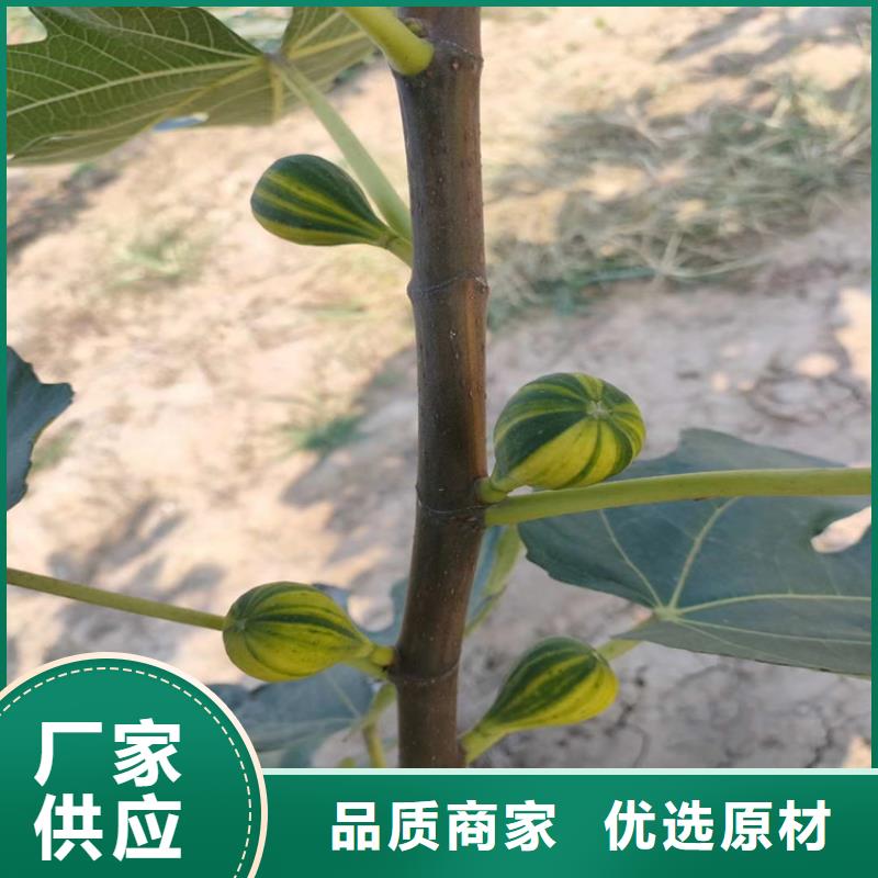 优选厂商的质量检测 无花果 【北美冬青】贴心服务|当地服务商