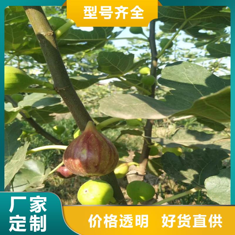 【出货快 无花果-石榴树质量看得见】-当地应用范围广泛_客户案例