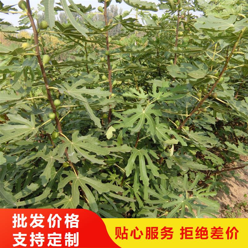 无花果樱桃苗源头厂源头货