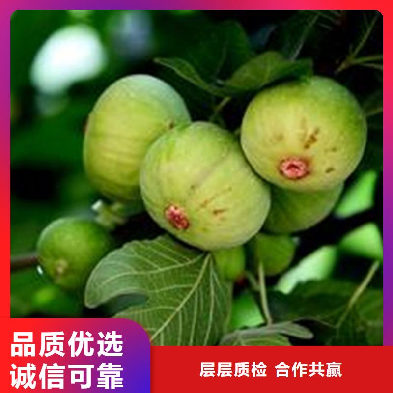 无花果樱桃苗源头厂源头货