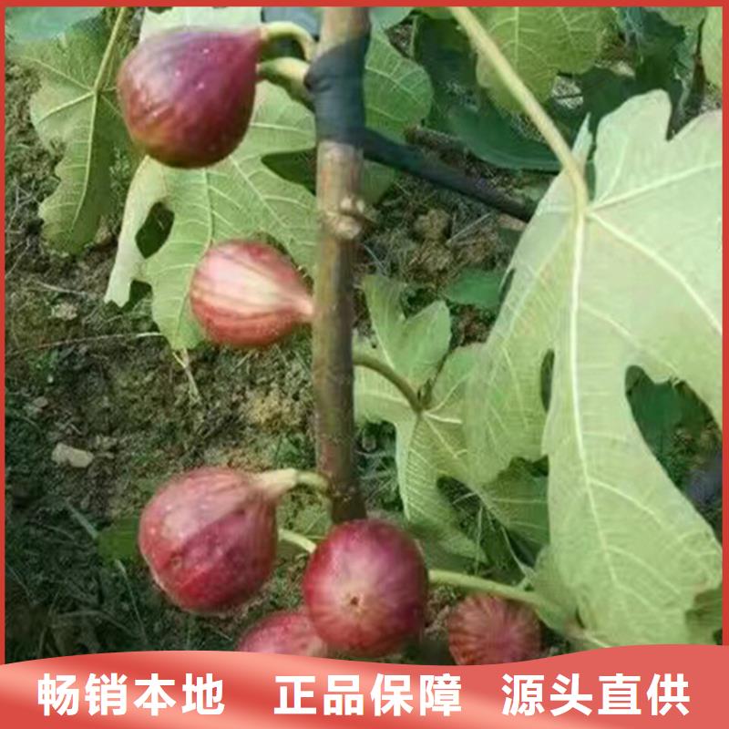 无花果樱桃苗源头厂源头货