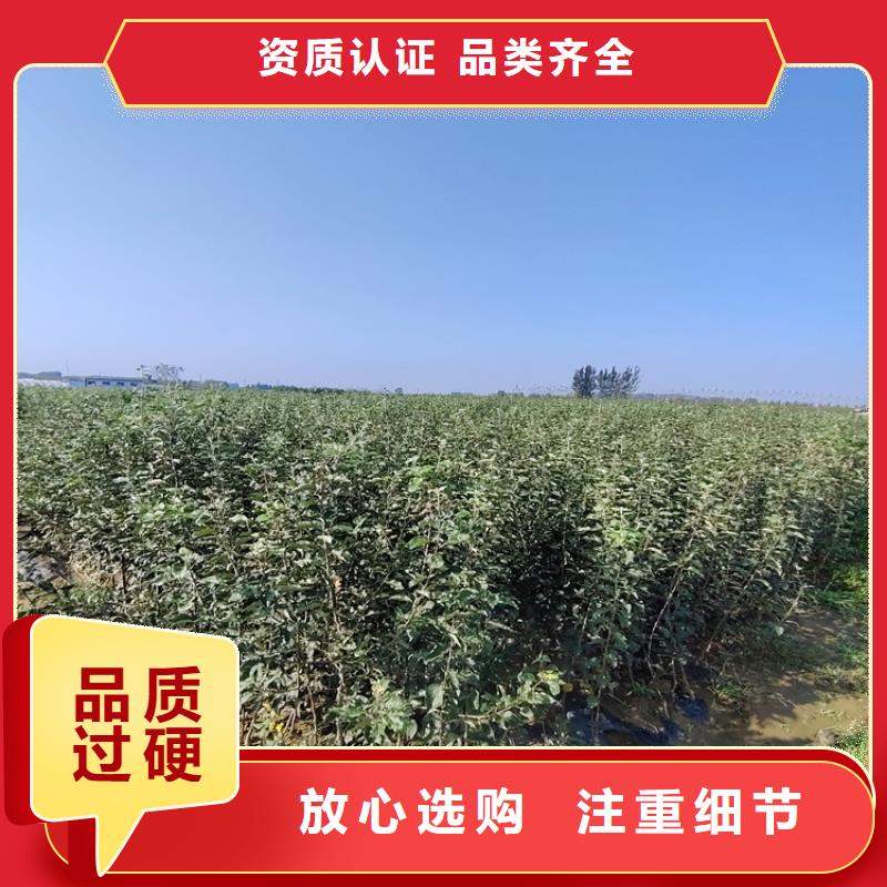 苹果苹果苗厂家案例