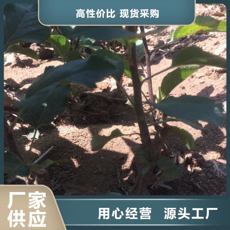 苹果西瓜番石榴苗现货