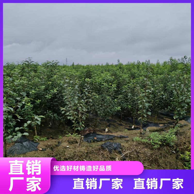 梨树桃树苗供应商