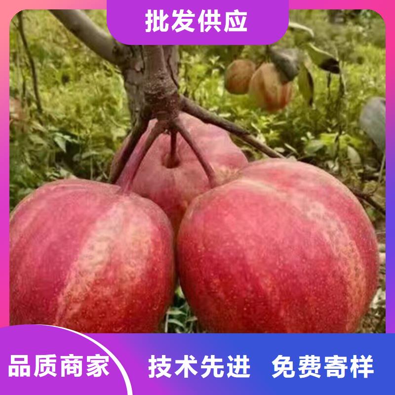 梨树_樱桃苗性价比高