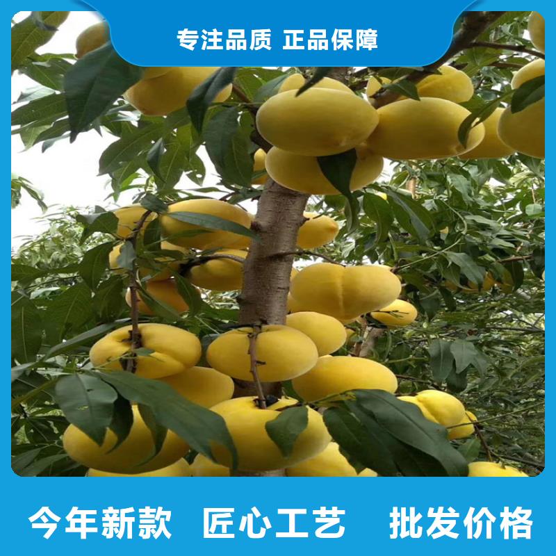 桃,苹果苗用心做好细节