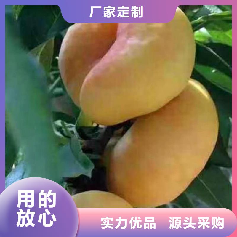 【桃】樱桃苗量大从优