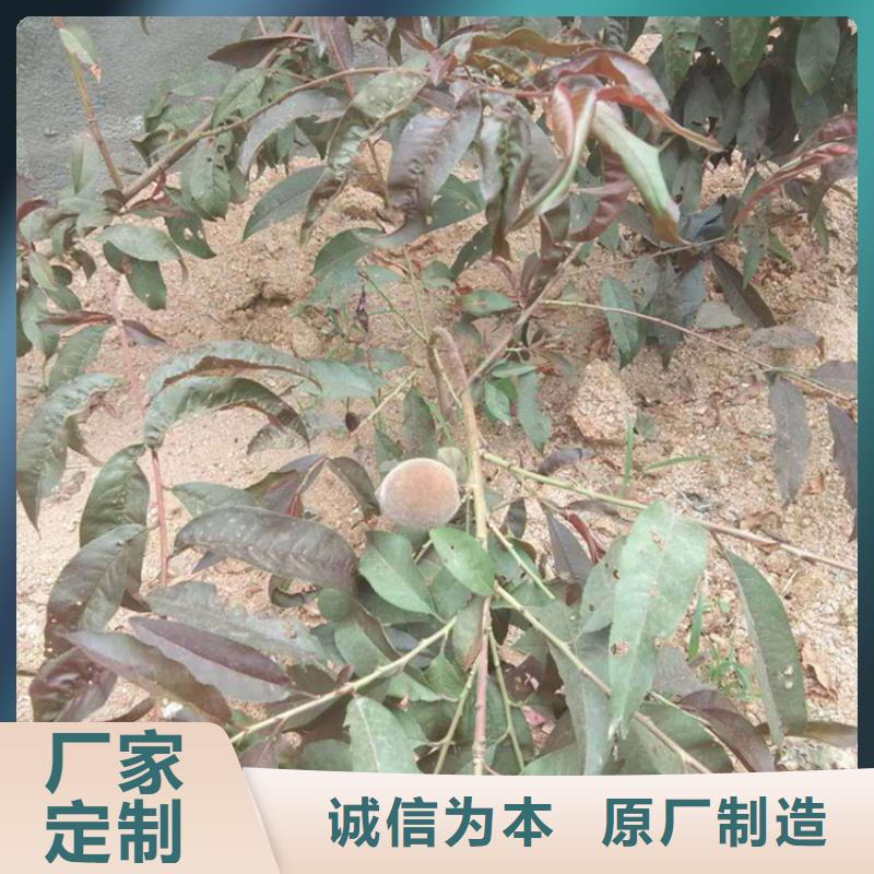 桃【苹果苗】厂诚信经营