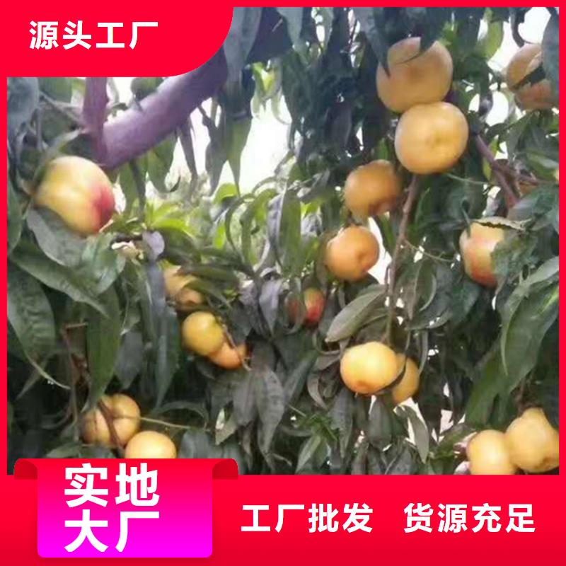桃,苹果苗用心做好细节