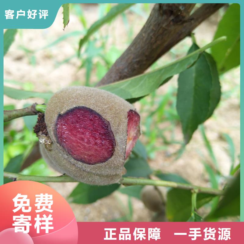 桃,苹果苗用心做好细节