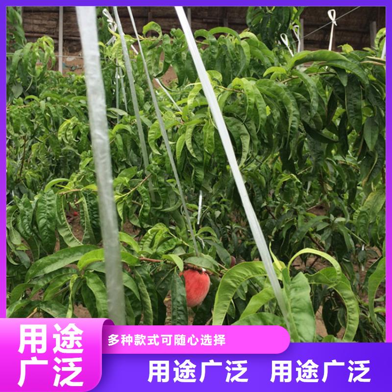 桃,苹果苗用心做好细节