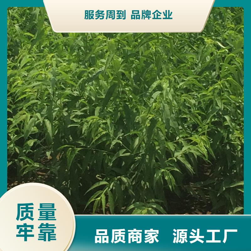 桃桃树苗的简单介绍