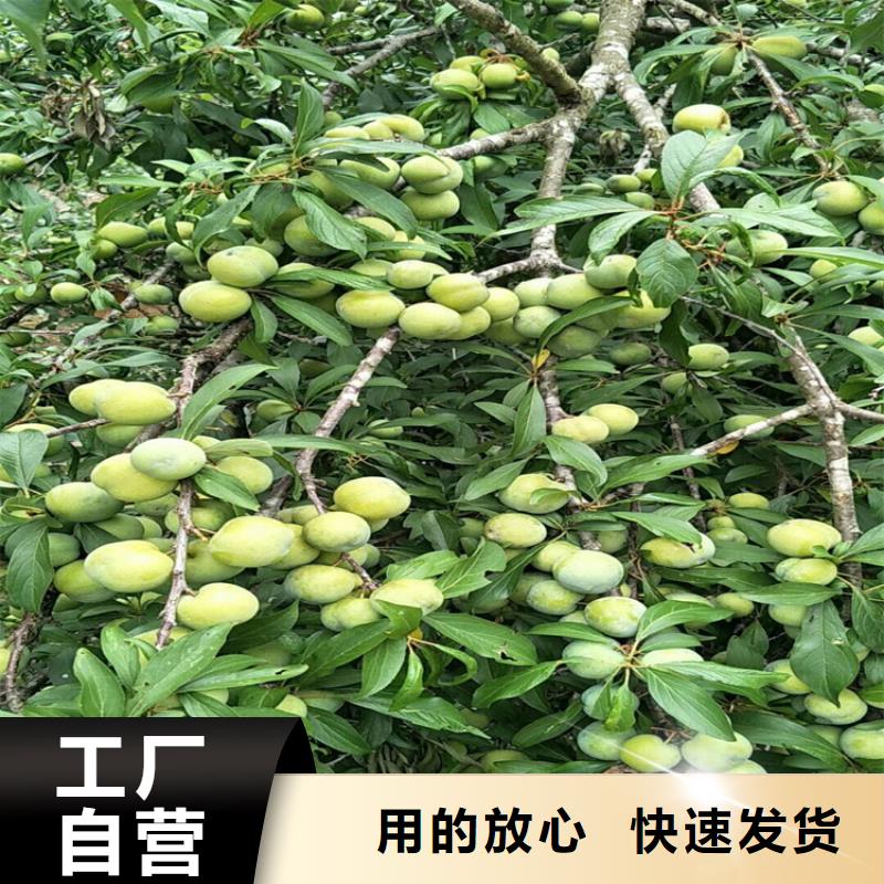 【按需定做 李子,梨树苗送货上门】-{轩园}
