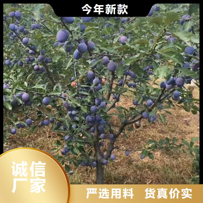 李子苹果苗多种工艺