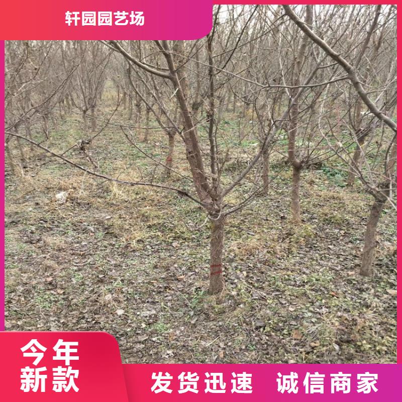 工艺成熟 李子【草莓苗】随到随提_轩园园艺场