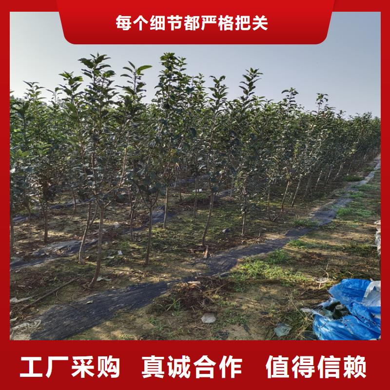 【李子苹果苗用心做产品】