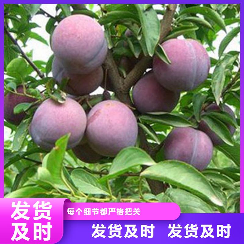 【李子】苹果苗当地货源
