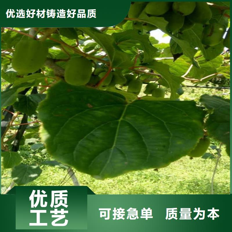 猕猴桃苹果苗生产经验丰富