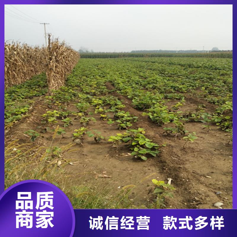 猕猴桃苹果苗丰富的行业经验