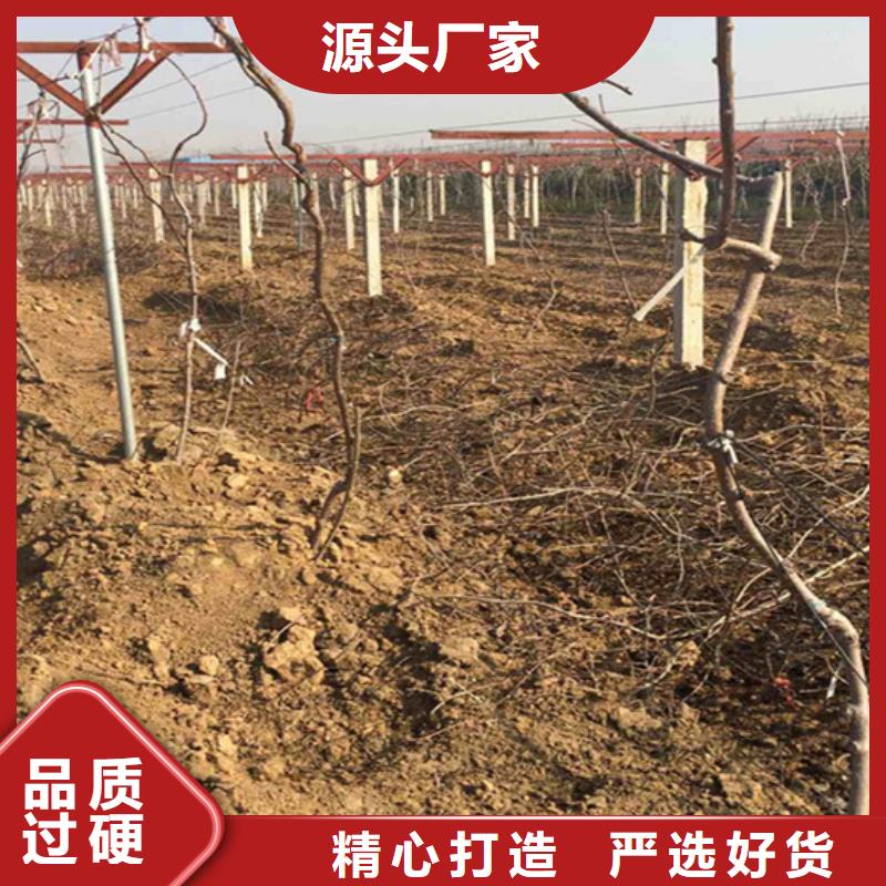【源厂直销 猕猴桃蓝莓苗N年专注】-同城产品优势特点_客户案例