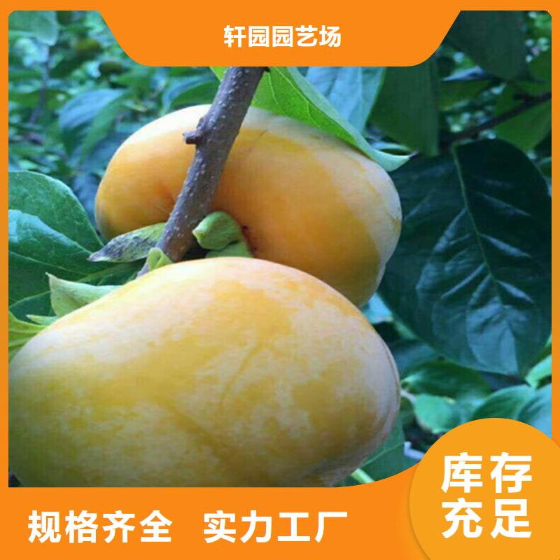 柿子-【猕猴桃苗】选择我们选择放心