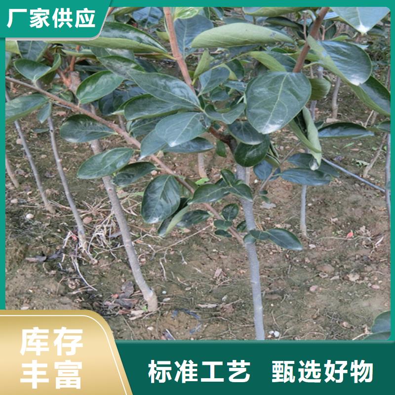 轩园现货交易【柿子】,苹果苗免费安装