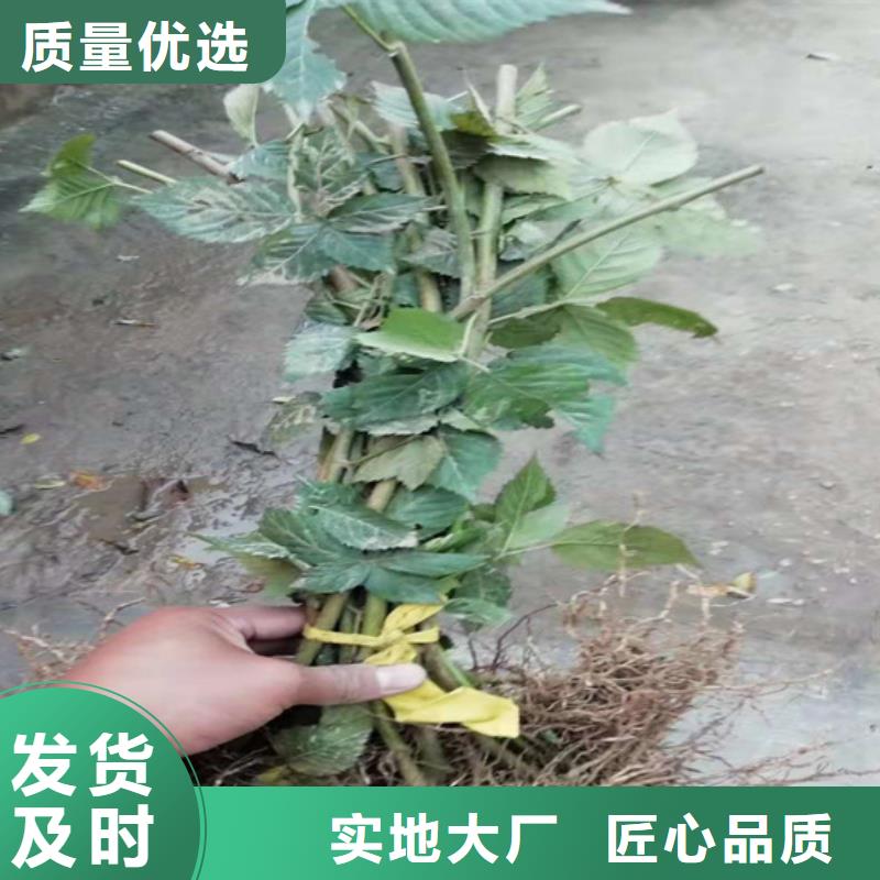 树莓樱桃苗用品质说话