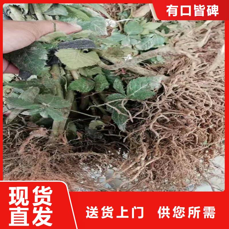 --本地工厂自营 树莓【无花果苗】实体厂家支持定制