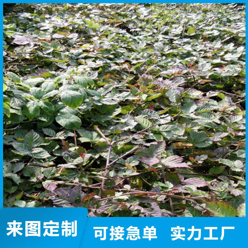 《可接急单【树莓】_桃树苗厂家经验丰富》_轩园园艺场