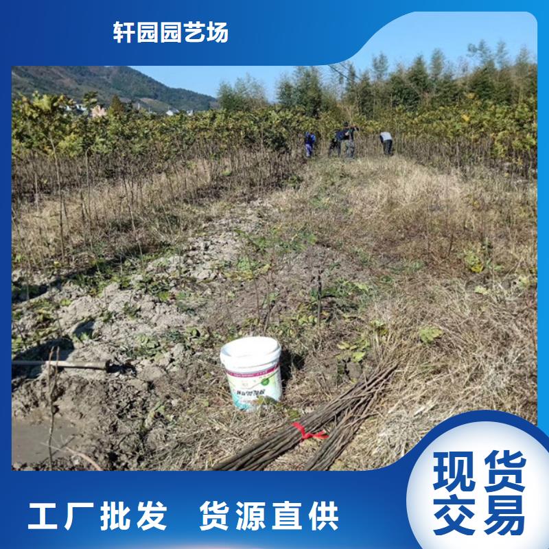 【碧根果苹果苗真材实料诚信经营】