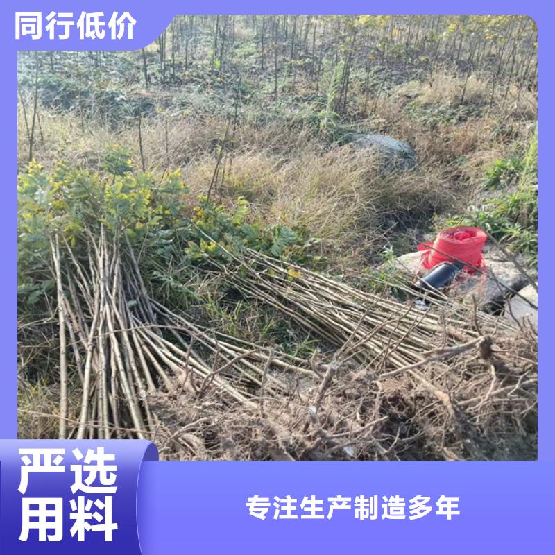 碧根果_【桃树苗】价格有优势