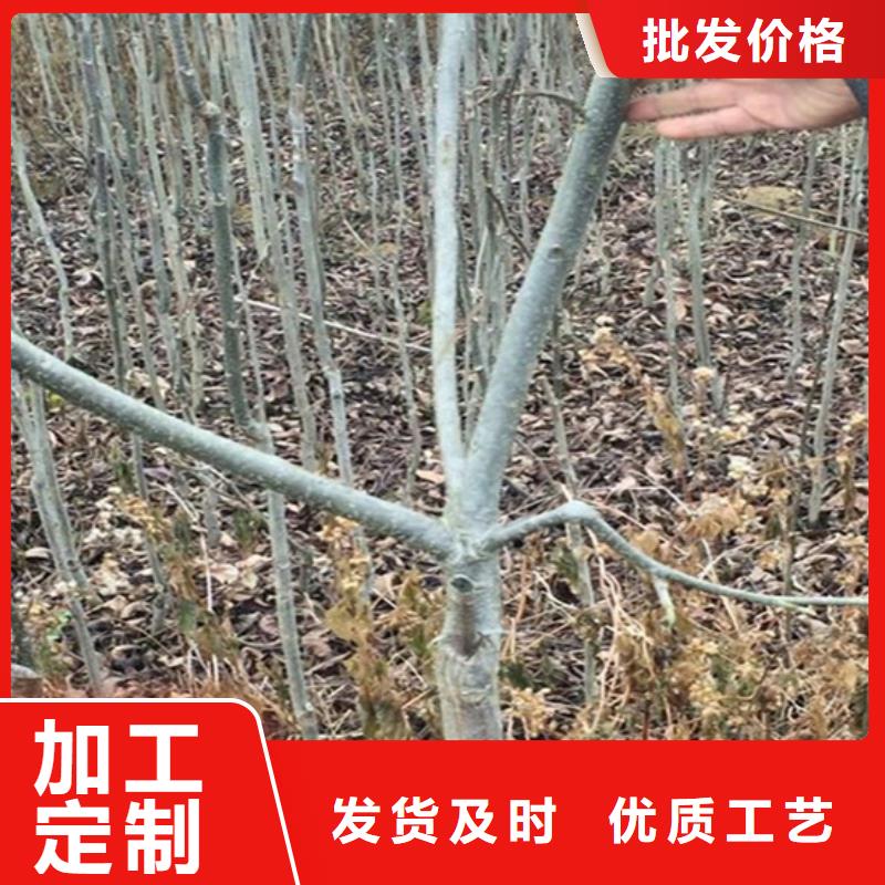 碧根果杏树苗订制批发