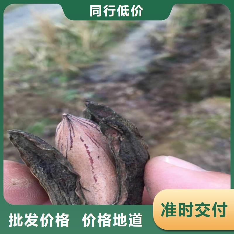 【现货销售 碧根果石榴树严格把关质量放心】-淘金者的广告
