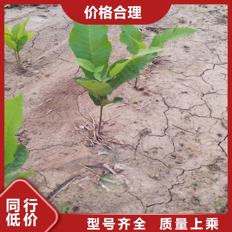 【碧根果苹果苗真材实料诚信经营】