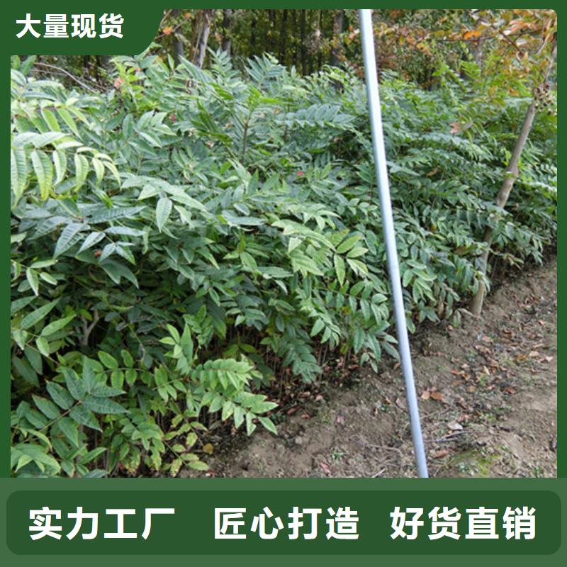 香椿_嘎啦苹果多行业适用