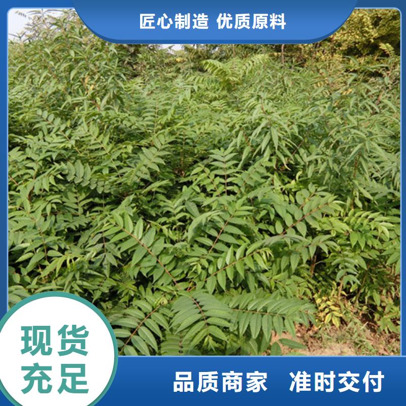 香椿_【苹果苗】真材实料