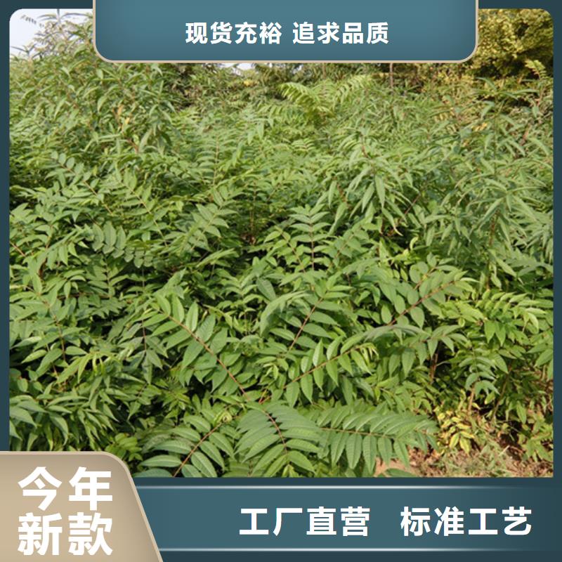 香椿_嘎啦苹果多行业适用