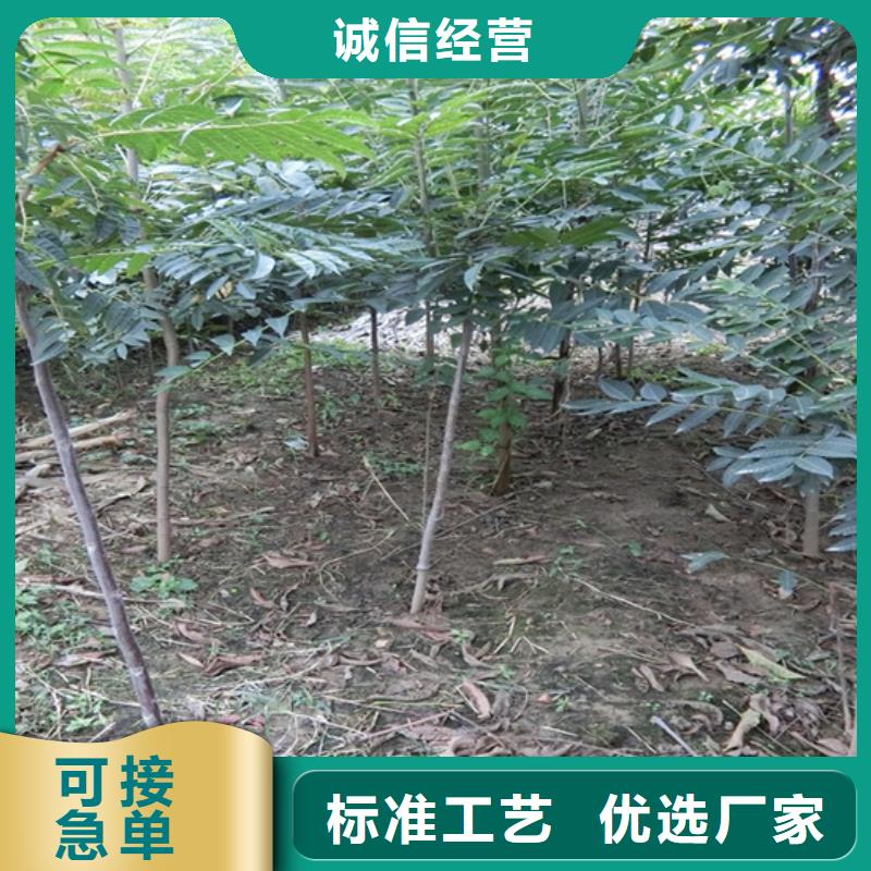 香椿_嘎啦苹果多行业适用