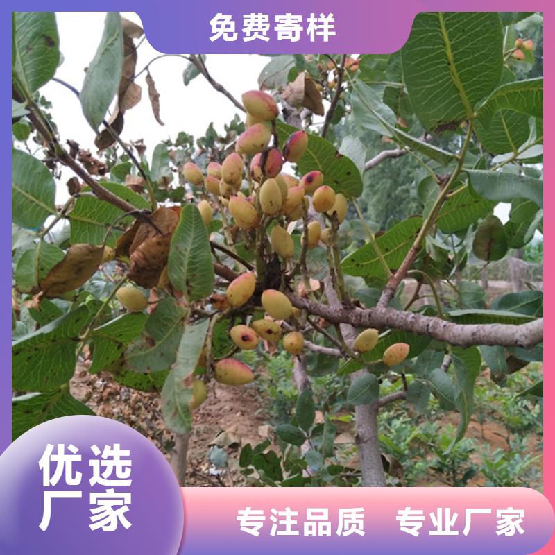 开心果樱桃苗设计合理