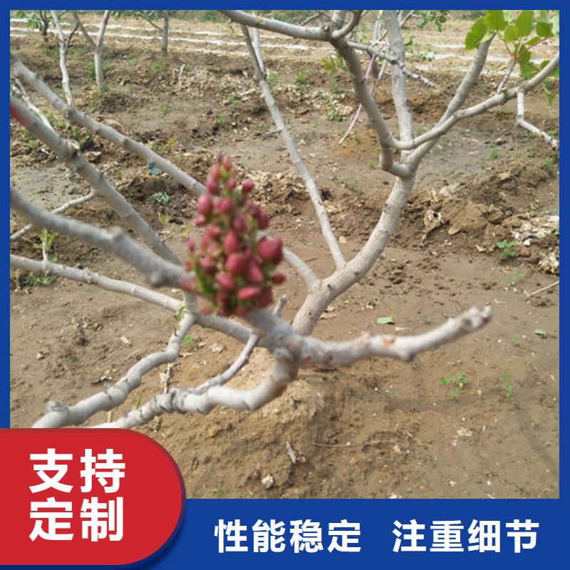 开心果樱桃苗设计合理