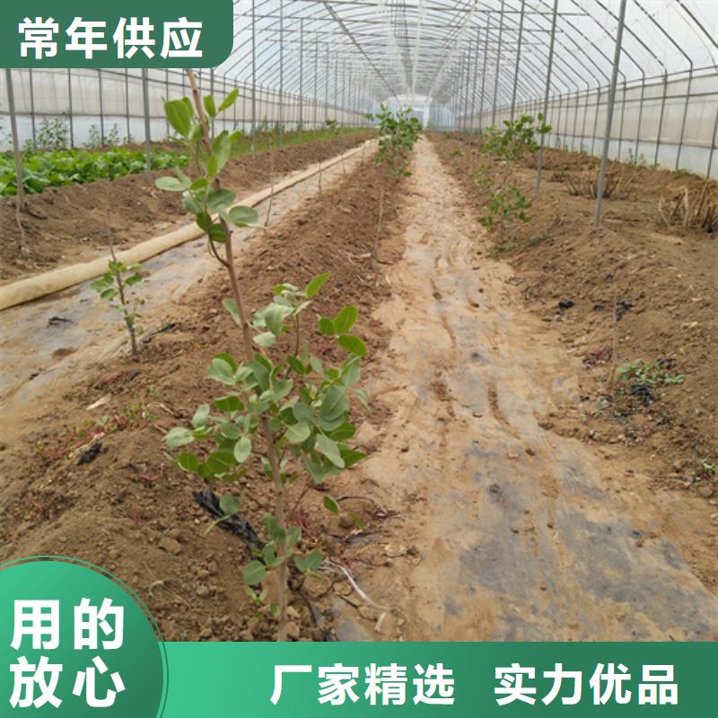 开心果-桃树苗应用范围广泛