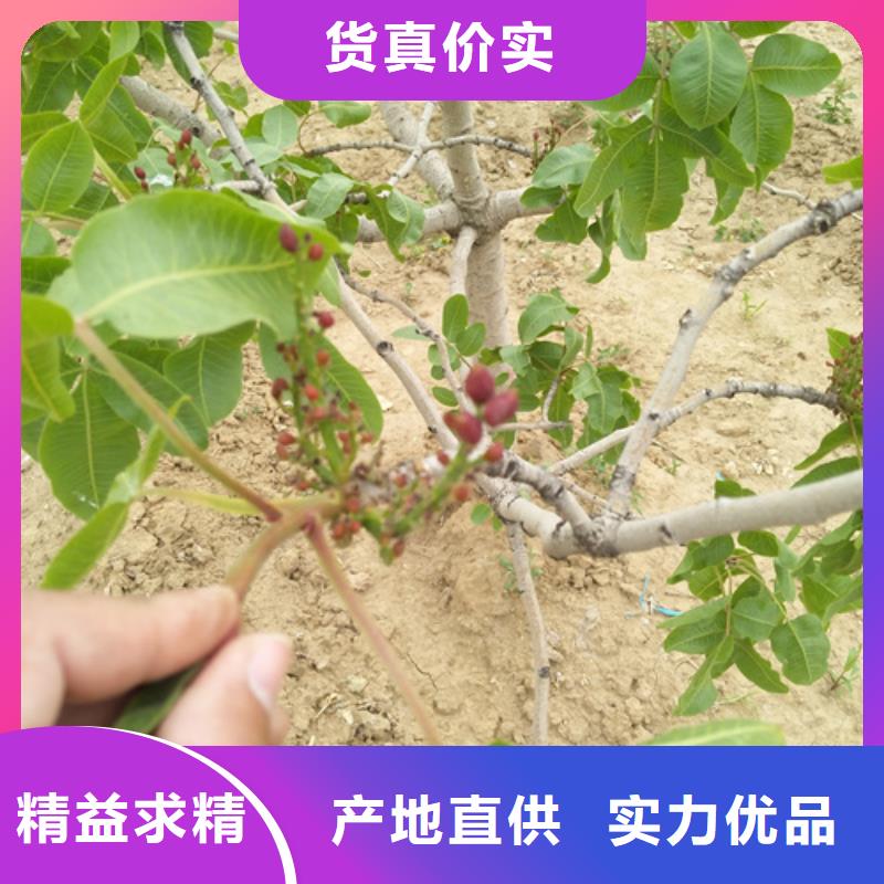 专注生产N年 开心果_【苹果苗】批发价格-轩园园艺场