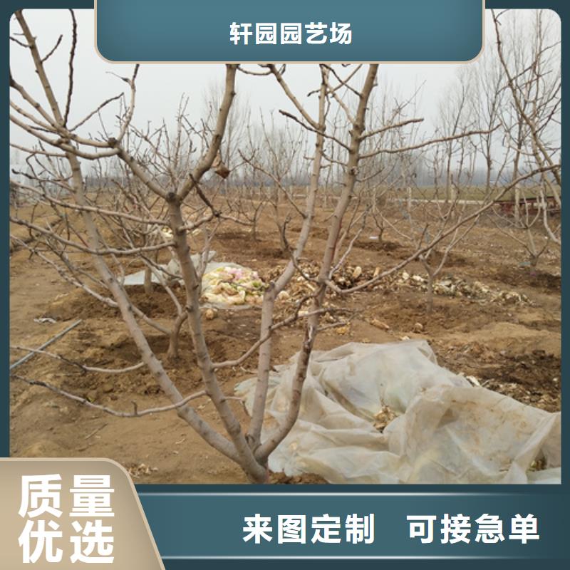 开心果樱桃苗设计合理