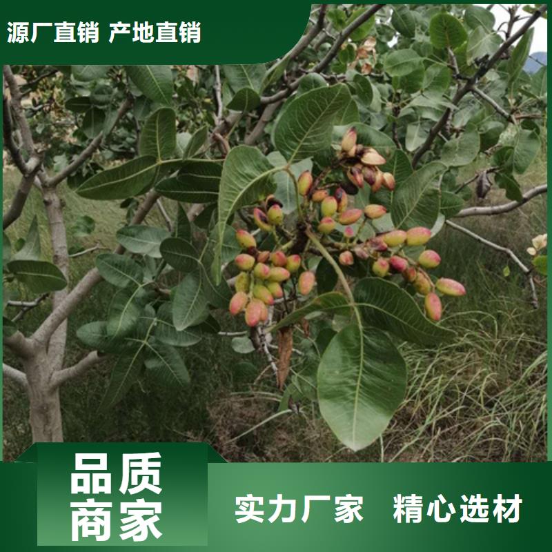 开心果苹果苗产品细节参数