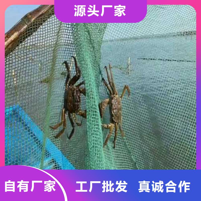 苏州阳澄湖大闸蟹一只多少钱